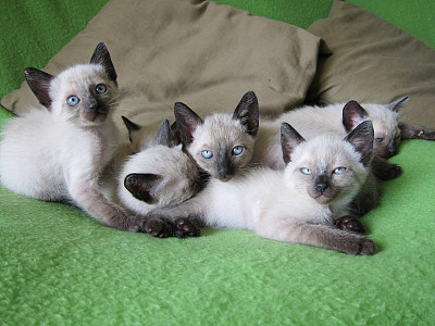 暹罗宠物猫宝宝盯着图片下载