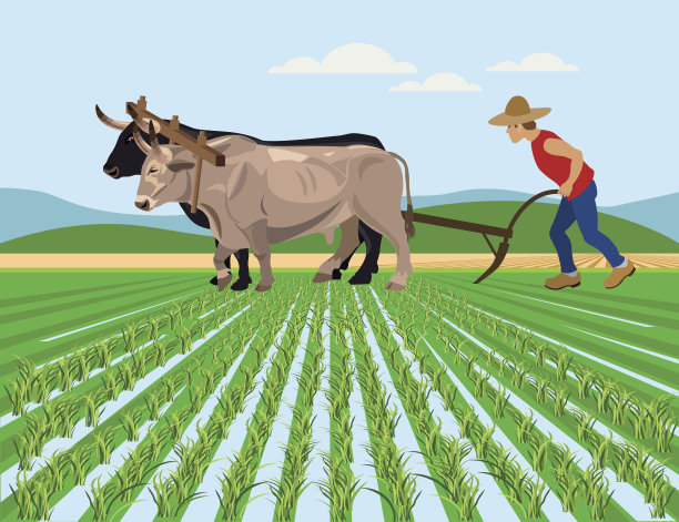 农民用牛犁地素材图片