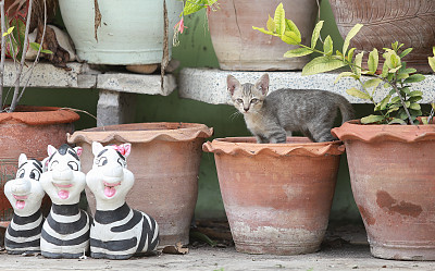 小猫和小猫正在吃泰国食物。图片下载