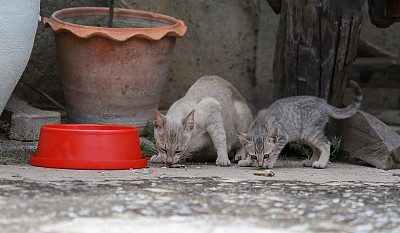 小猫和小猫正在吃泰国食物。图片下载