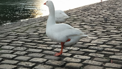 湖里的鸭子图片下载