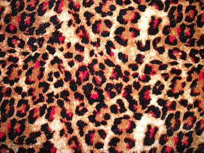 斑点豹图片下载