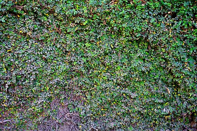 绿色的布什图片下载