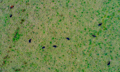 放牧的牛图片下载