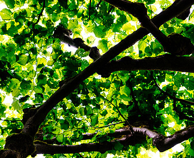 亮叶天花板。树叶下的图片图片下载