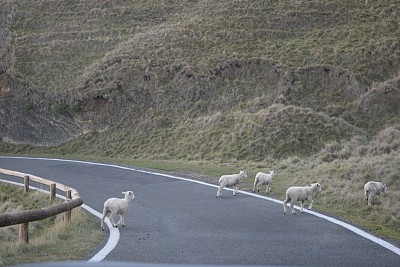 小羊过马路图片下载