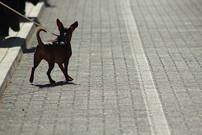 在街上遛狗图片下载