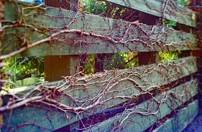 令人毛骨悚然的葡萄树图片下载