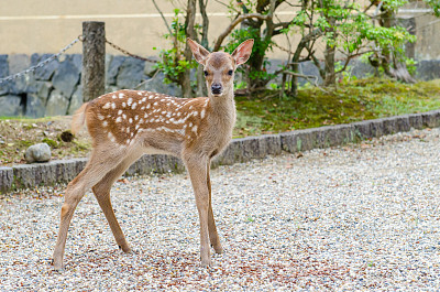 奈良公园里的鹿素材图片