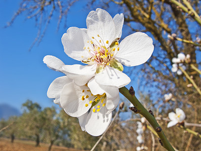 浪漫樱花图片素材ID：169395844