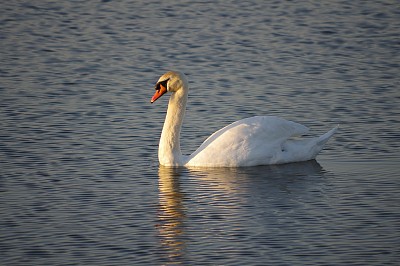 傍晚的天鹅图片下载