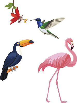 异国情调的热带鸟类-火烈鸟，巨嘴鸟，蜂鸟。图片下载