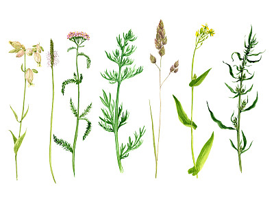 一套水彩画花草图片下载