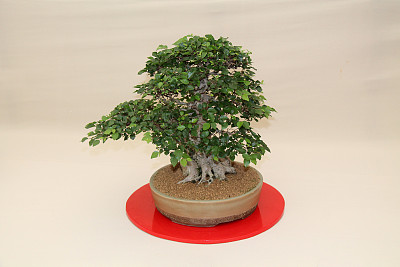 日式盆景树。图片下载