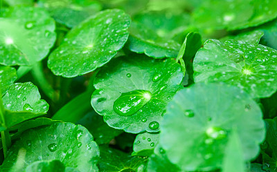 科拉树叶和水滴素材图片