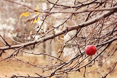 最后的苹果图片下载