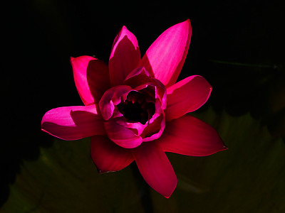 莉莉的影子图片下载