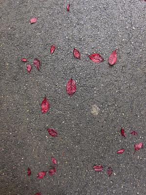 紫色叶子的背景图片下载