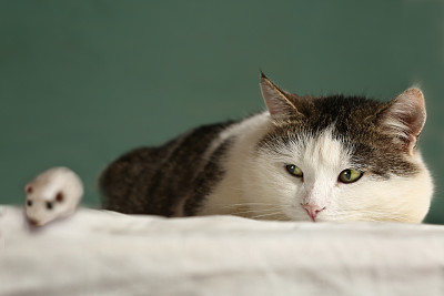 猫看老鼠特写照片上的蓝色图片下载