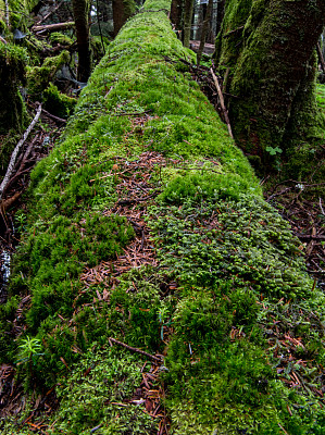 向下看厚厚的苔藓原木图片下载