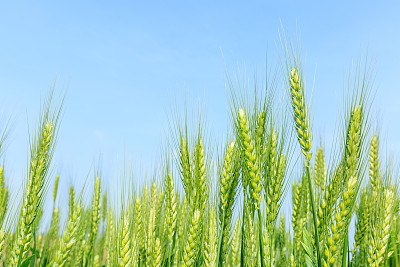 绿色的麦田和阳光明媚的日子素材图片