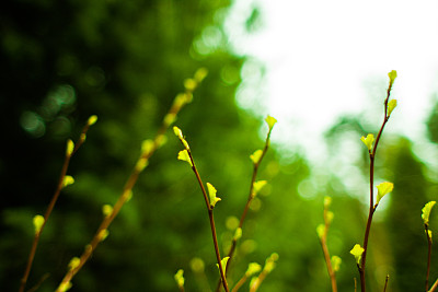 春天的小叶子图片下载