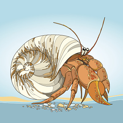 矢量图寄居蟹在蓝色的背景。图片下载