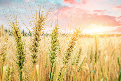 日落时成熟的麦田景观图片下载