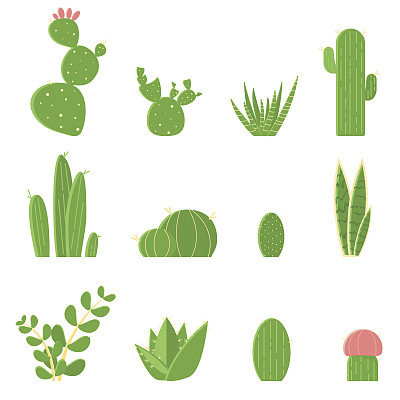 平坦的仙人掌和多肉植物向量集。卡通插图仙人掌孤立在白色的背景。素材图片
