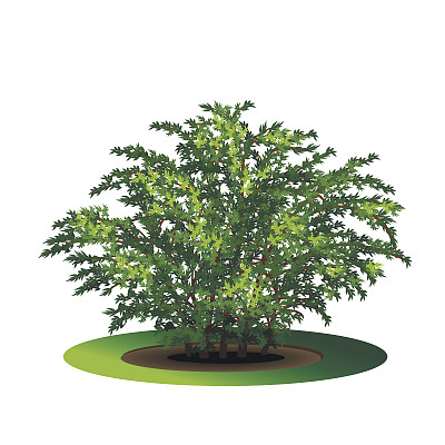 灌木有绿色的叶子和阴影图片下载