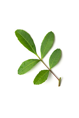 巴西胡椒叶图片下载