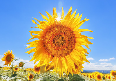 蓝色天空背景下的黄色向日葵。图片下载