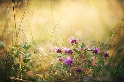 森林里的野花图片下载