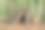 森林保护。素材图片
