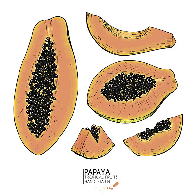 矢量手绘一套异国水果。孤立的木瓜。雕刻的艺术。美味的热带素食物品。图片下载
