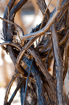 编织枝叶灌木，表现主义图片下载