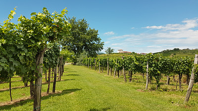 戈里斯卡·布尔达素材图片