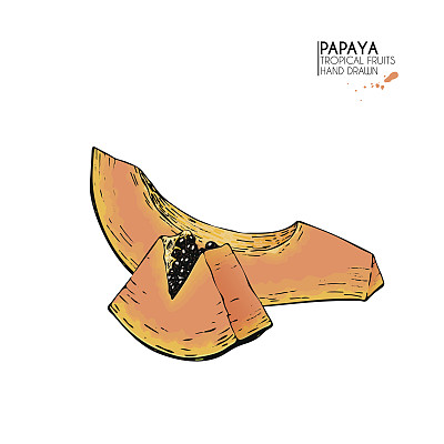 矢量手绘一套异国水果。孤立的木瓜。雕刻的艺术。美味的热带素食物品。图片下载