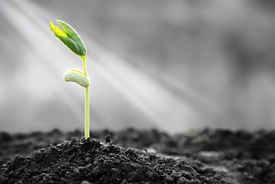 有希望的图片素材ID：169490296