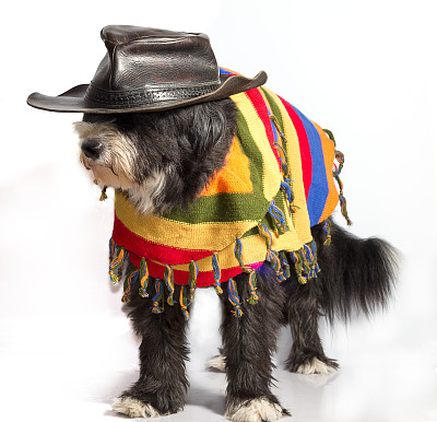 墨西哥的狗图片下载