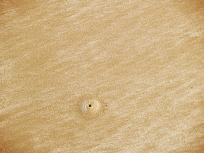 螃蟹洞图片下载