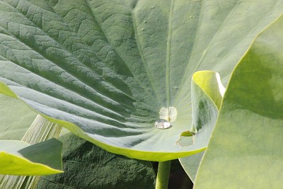 荷叶与露珠2图片下载