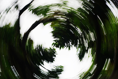 圆形绿树图片下载