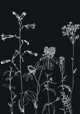 背景与绘制草本和花卉图片下载