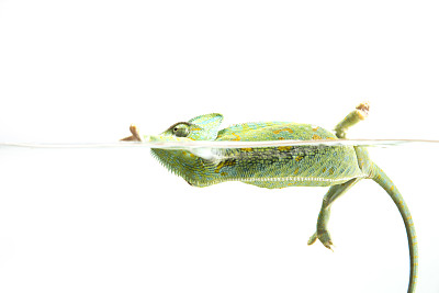 在水族箱里学习游泳的变色龙图片下载