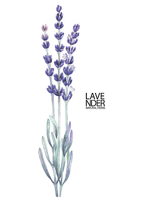 水彩薰衣草花束图片下载