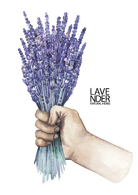 水彩手与薰衣草花束图片下载