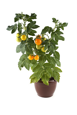 西红柿图片下载