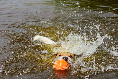 保持你的头浮出水面跳进深水图片下载