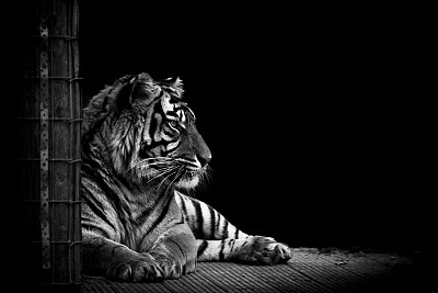 老虎在黑色图片下载